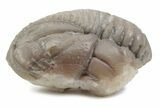 Bargain, Partial Pliomera Fischeri Trilobite - Russia #363229-1